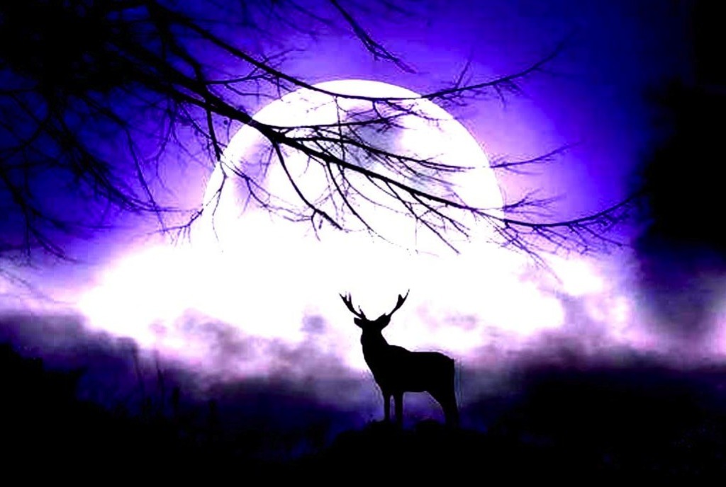 shadow_under_the_moon_sky_wild_deer_night_hogh_contrast_hd-wallpaper-1601937