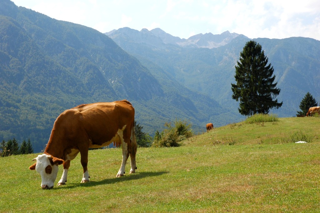 cow-pasture-lake-bohinj